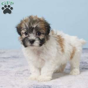 Cynthia, Teddy Bear Puppy